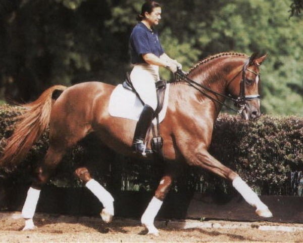 stallion Heslegård's Louis (Danish Warmblood, 1992, from Lauries Crusador xx)