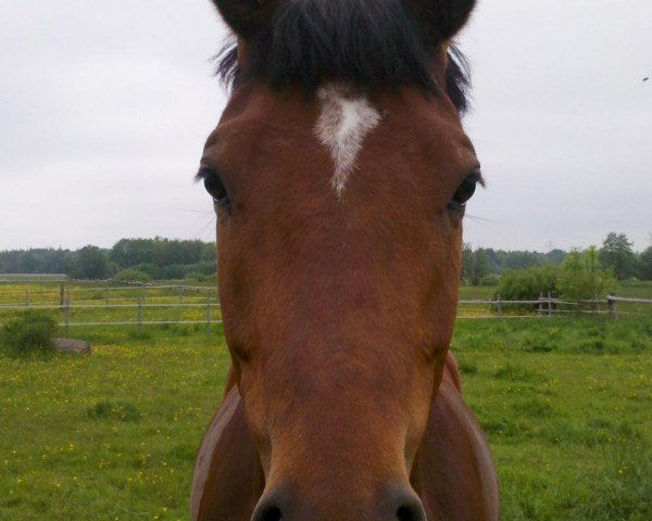 dressage horse Miss Megan (Trakehner, 2007, from Herzensdieb)