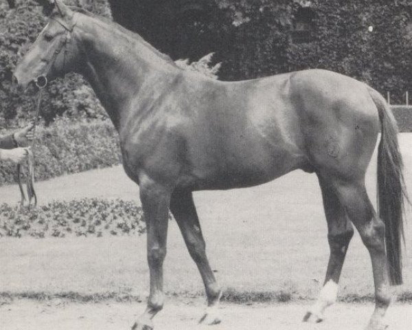 stallion Lund I (Westphalian, 1967, from Lucius xx)