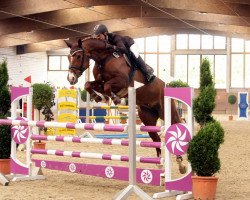 jumper Paquita 35 (Hessian Warmblood, 2000, from Paradin)