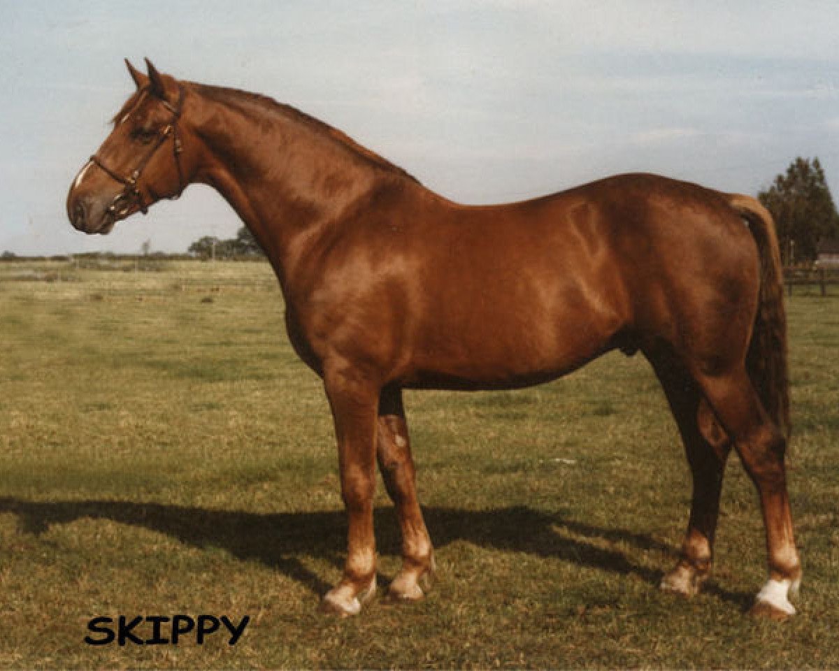 Deckhengst Skippy RID 688 (Irish Draught Horse, 1974, von Legaun Prince)
