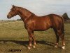 stallion Skippy (Irish Draft Horse, 1974, from Legaun Prince)
