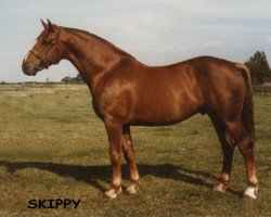 stallion Skippy RID 688 (Irish Draft Horse, 1974, from Legaun Prince)