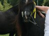 broodmare Ilar Tywysoges (Welsh-Cob (Sek. C), 2000, from Ilar Sion AP Daniel)