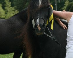 broodmare Ilar Tywysoges (Welsh-Cob (Sek. C), 2000, from Ilar Sion AP Daniel)