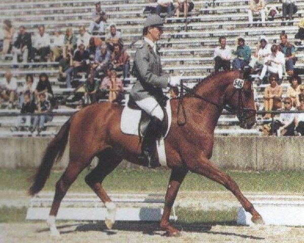 stallion Westerland (Hanoverian, 1988, from Wenzel I)