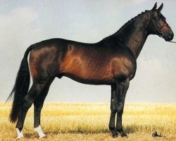 Deckhengst Dardel (Schwedisches Warmblut,  , von Lane Court xx)