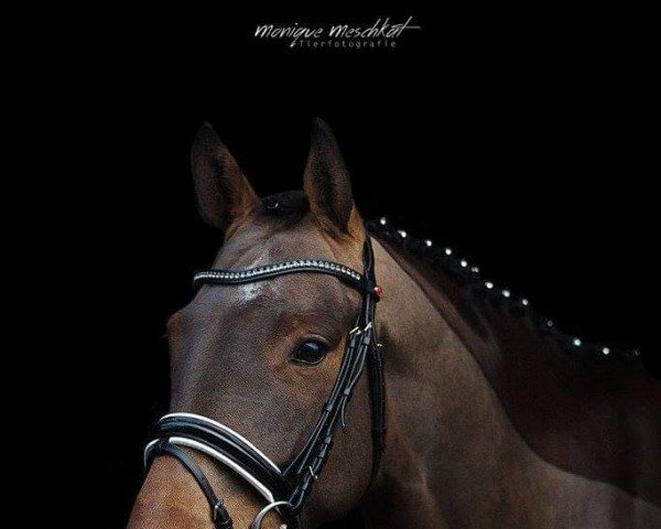 dressage horse Clooney 99 (Holsteiner, 2011, from Cardenio)