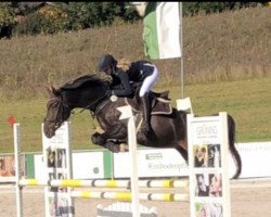 jumper Costas 6 (Oldenburg show jumper, 2014, from Contendro I)