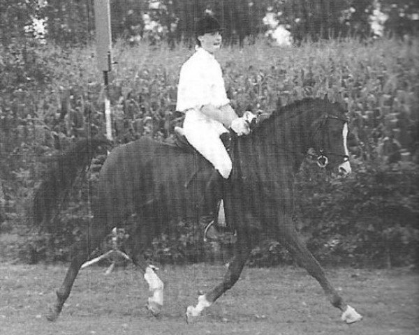 stallion Idzard (Nederlands Rijpaarden en Pony, 1989, from Ismaël ox)