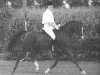 stallion Idzard (Nederlands Rijpaarden en Pony, 1989, from Ismaël ox)