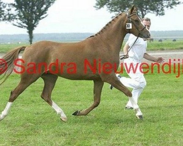 Zuchtstute Carenza du Bois (Nederlands Rijpaarden en Pony, 2000, von Idzard)