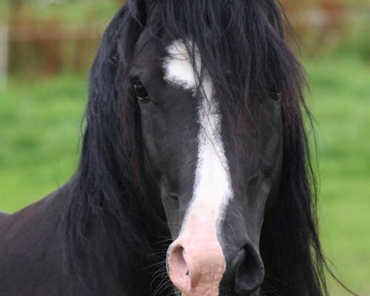 Deckhengst Arvalon Sion (Welsh-Cob (Sek. C), 2005, von Dwyfor Scooby Do)