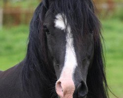 stallion Arvalon Sion (Welsh-Cob (Sek. C), 2005, from Dwyfor Scooby Do)