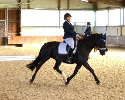 dressage horse Galina 248 (Sachs-door. Heavy Warmbl., 2012, from Carlos)