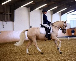 Zuchtstute Goldmarie B (Deutsches Reitpony, 2015, von Golden West NRW)