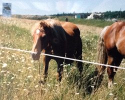 broodmare Wenka (Arabo-Haflinger, 1966, from Widukind)