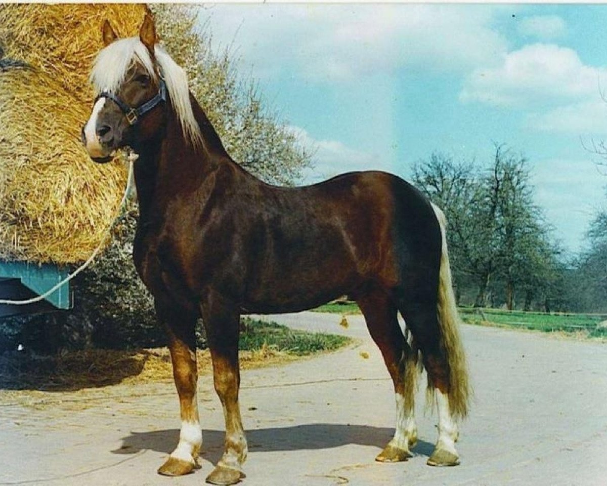 stallion Grande (25% ox) (Edelbluthaflinger, 1980, from Seaholm Gigolo)