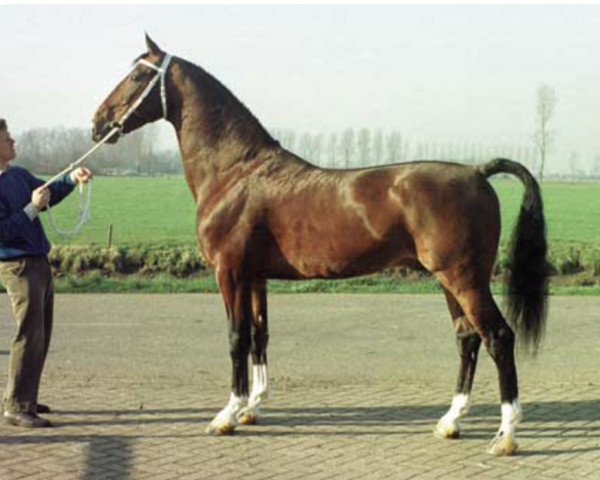 stallion Alpinist (Royal Warmblood Studbook of the Netherlands (KWPN), 1982, from Cambridge Cole)