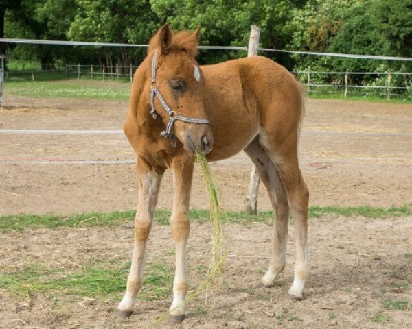 Pferd Romy (Deutsches Reitpony, 2013)