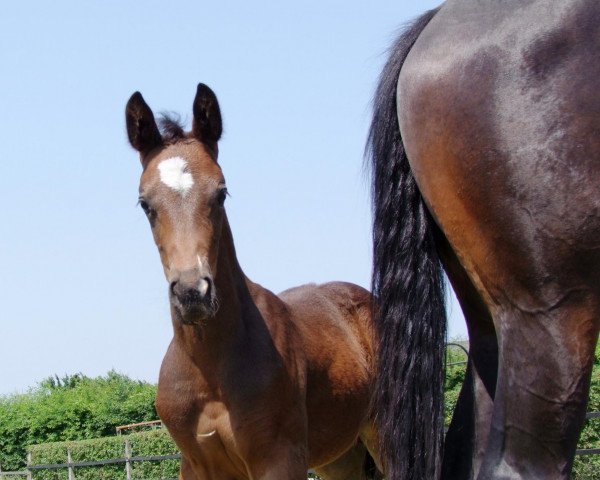 dressage horse Bondexx (Rhinelander, 2013, from Bodyguard 49)