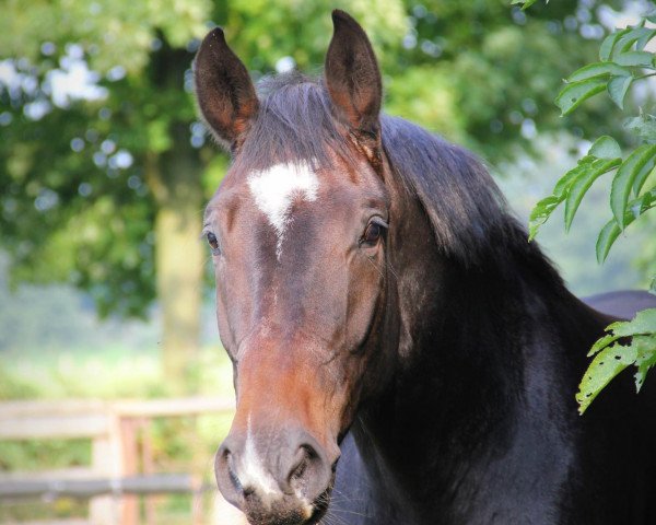 horse Rimero 5 (Hanoverian, 2009, from Rotspon)