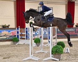 broodmare Stakkatonie (Oldenburg show jumper, 2008, from Stakkatol)