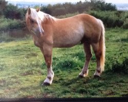 stallion Armin (Haflinger, 1982, from Alex)