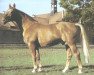 stallion Servus (Hanoverian, 1961, from Sesam I)