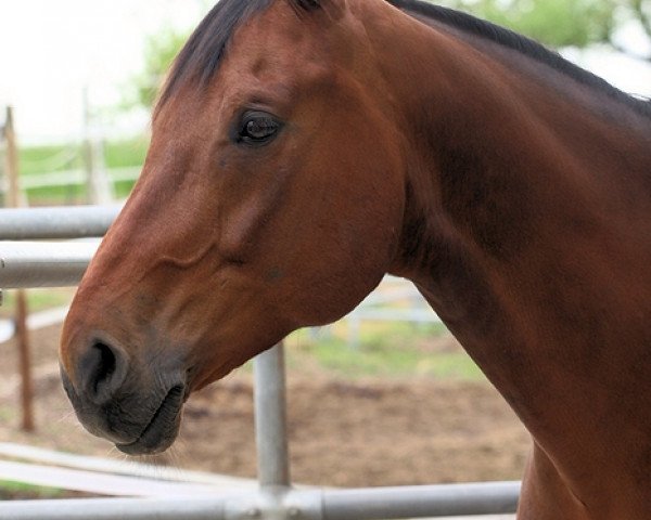 Pferd Lorenzo (Bayer, 2000, von Landsberg)