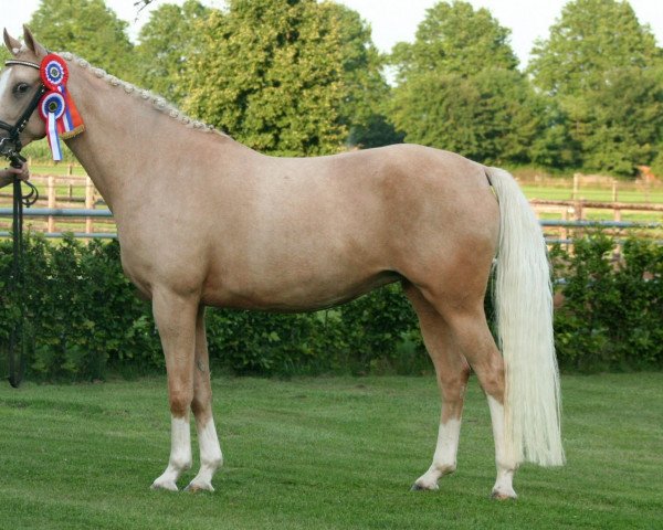 broodmare Casharel du Bois (Nederlands Rijpaarden en Pony, 2004, from Deinhard B)