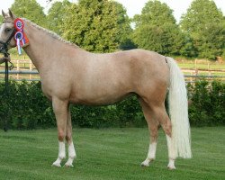 Zuchtstute Casharel du Bois (Nederlands Rijpaarden en Pony, 2004, von Deinhard B)