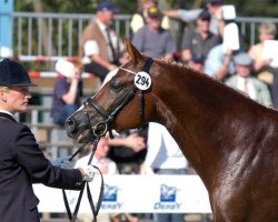 dressage horse Djorby (German Riding Pony, 2000, from Dressman)