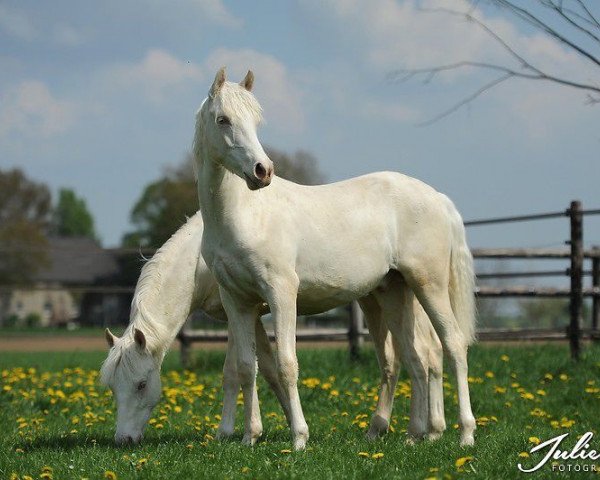 Deckhengst Golden Cream du Bois (Deutsches Reitpony, 2012, von Golden Rock)