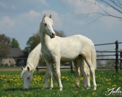 stallion Golden Cream du Bois (German Riding Pony, 2012, from Golden Rock)