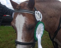 dressage horse Natura Baron (unknown,  )