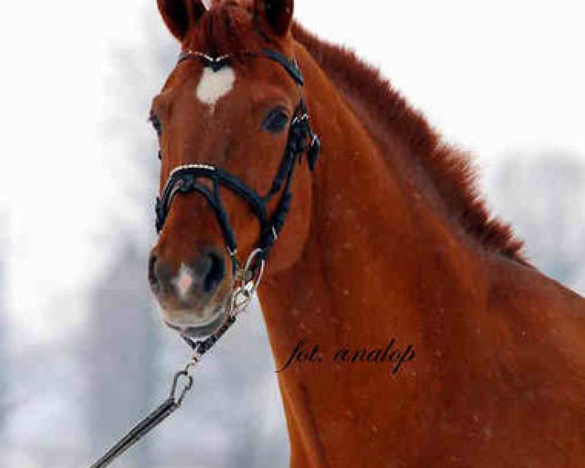 Deckhengst Maram (KWPN (Niederländisches Warmblut), 1994, von Aram)
