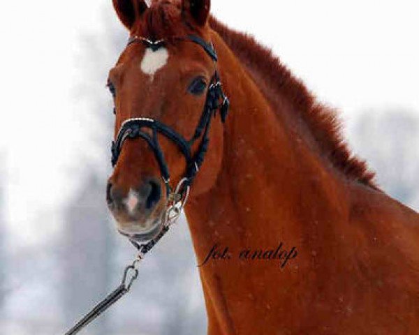 stallion Maram (Dutch Warmblood, 1994, from Aram)