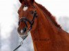 stallion Maram (KWPN (Royal Dutch Sporthorse), 1994, from Aram)