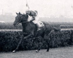 broodmare Koenigskrone xx (Thoroughbred, 1963, from Neckar xx)