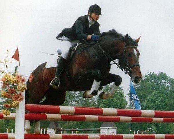 stallion Boston (Dutch Warmblood, 1983, from Ulft)
