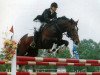stallion Boston (KWPN (Royal Dutch Sporthorse), 1983, from Ulft)