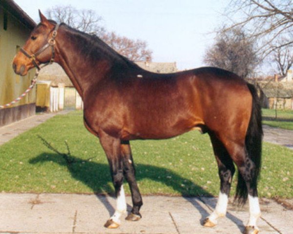 stallion Goliath (Dutch Warmblood, 1988, from Boston)