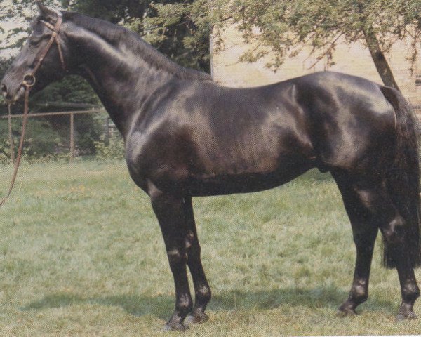stallion Portofino (Westphalian, 1983, from Paradox I)