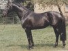 stallion Portofino (Westphalian, 1983, from Paradox I)