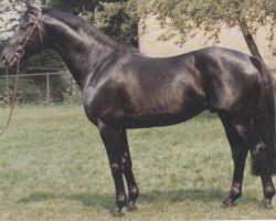 stallion Portofino (Westphalian, 1983, from Paradox I 1697)