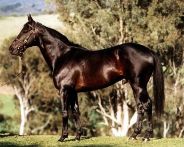 stallion Distinctly North xx (Thoroughbred, 1988, from Minshaanshu Amad xx)