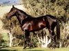 stallion Distinctly North xx (Thoroughbred, 1988, from Minshaanshu Amad xx)