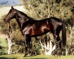 stallion Distinctly North xx (Thoroughbred, 1988, from Minshaanshu Amad xx)