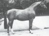 stallion Dior (Westphalian, 1981, from Dialekt)